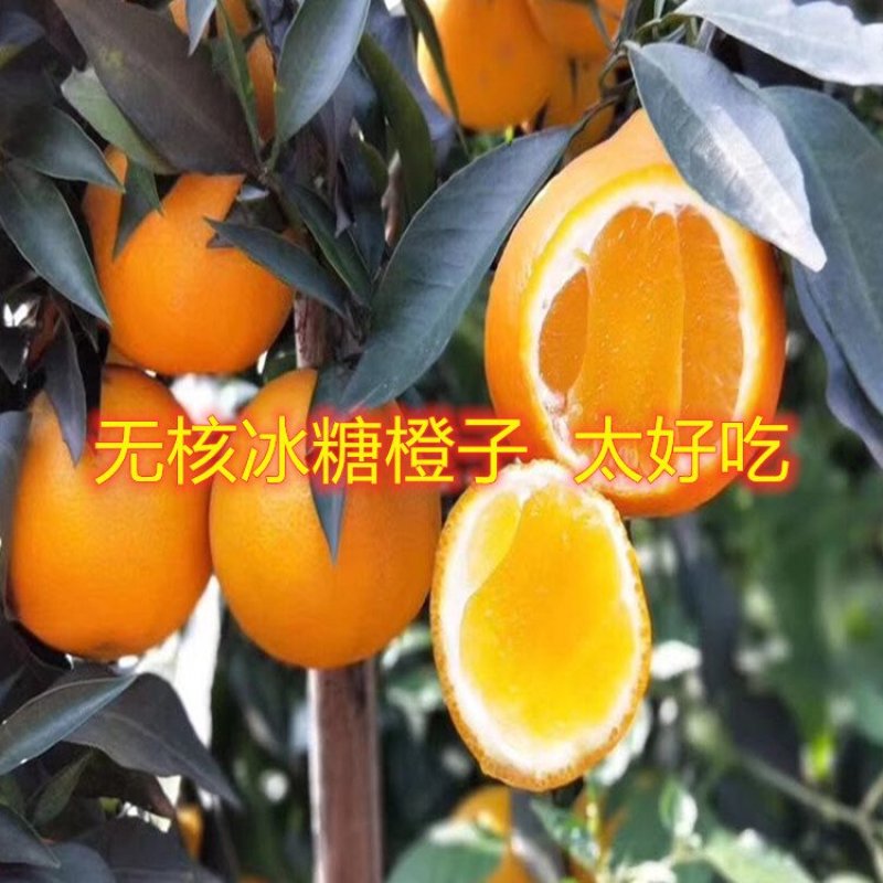 红肉血橙苗嫁接橙子树苗盆栽地栽橙子苗橘子苗