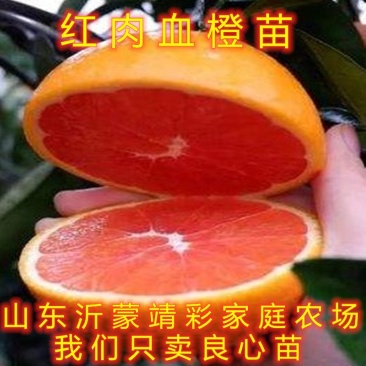 红肉血橙苗嫁接橙子树苗盆栽地栽橙子苗橘子苗