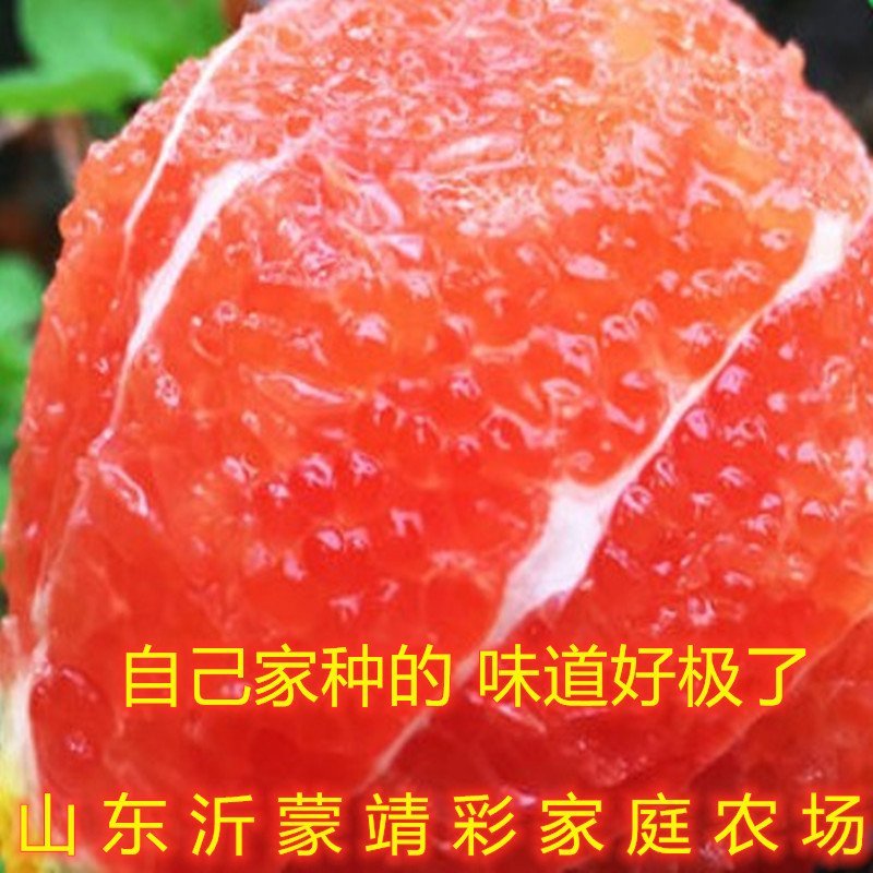 红肉血橙苗嫁接橙子树苗盆栽地栽橙子苗橘子苗