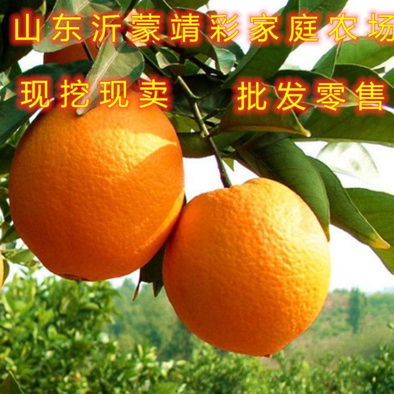 红肉血橙苗嫁接橙子树苗盆栽地栽橙子苗橘子苗
