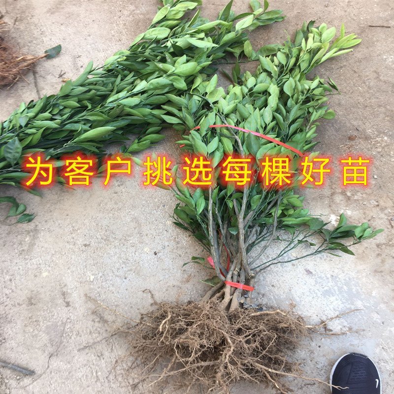 红肉血橙苗嫁接橙子树苗盆栽地栽橙子苗橘子苗