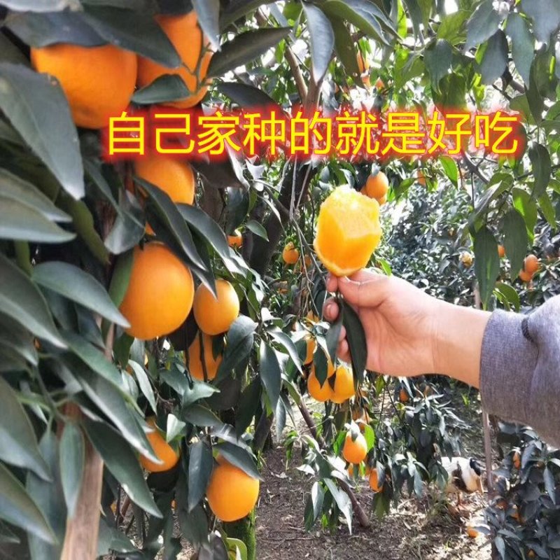 无核冰糖橙子苗盆栽地栽橙子树苗冰糖橙子树苗南北方种植