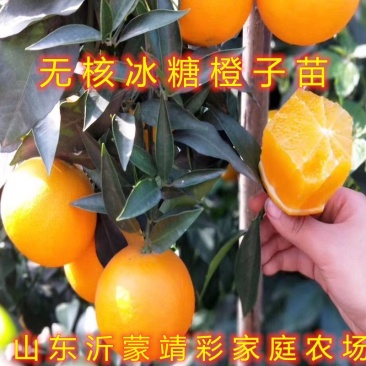 无核冰糖橙子苗盆栽地栽橙子树苗冰糖橙子树苗南北方种植