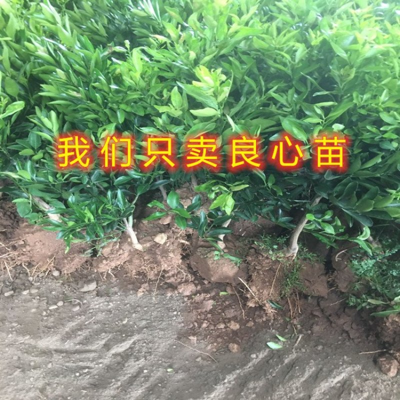 无核冰糖橙子苗盆栽地栽橙子树苗冰糖橙子树苗南北方种植