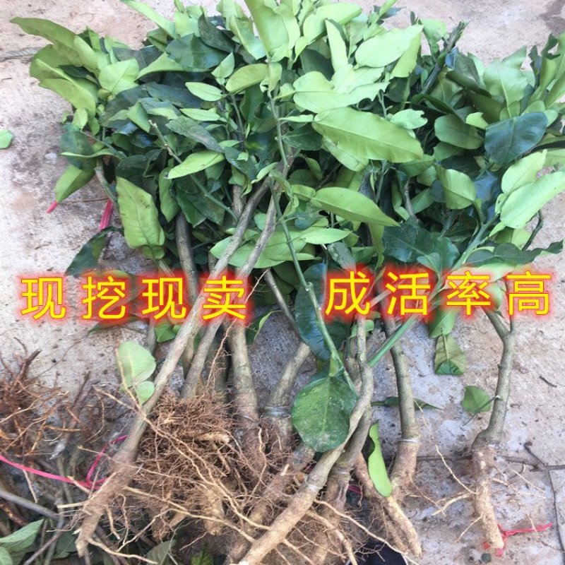 无核冰糖橙子苗盆栽地栽橙子树苗冰糖橙子树苗南北方种植