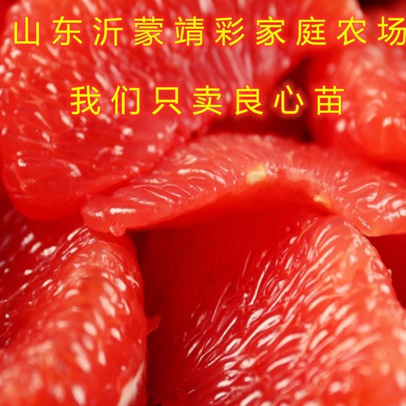 无核冰糖橙子苗盆栽地栽橙子树苗冰糖橙子树苗南北方种植