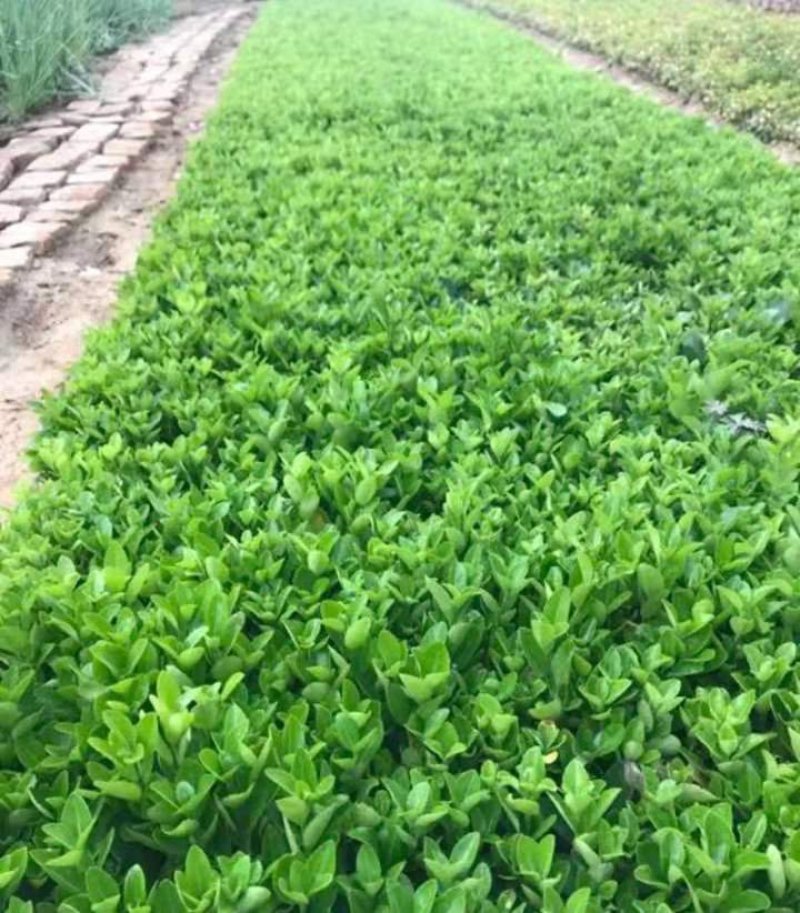 冬青苗成活率高自家苗圃价格公道量大可以包邮