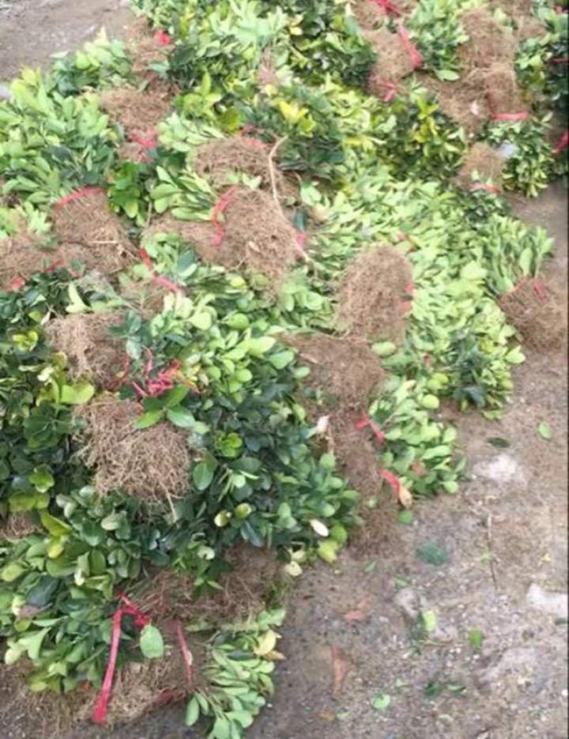 冬青苗成活率高自家苗圃价格公道量大可以包邮