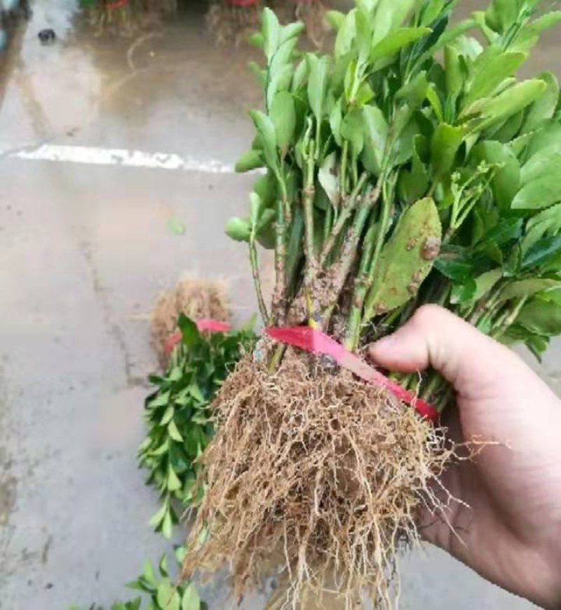 冬青苗成活率高自家苗圃价格公道量大可以包邮