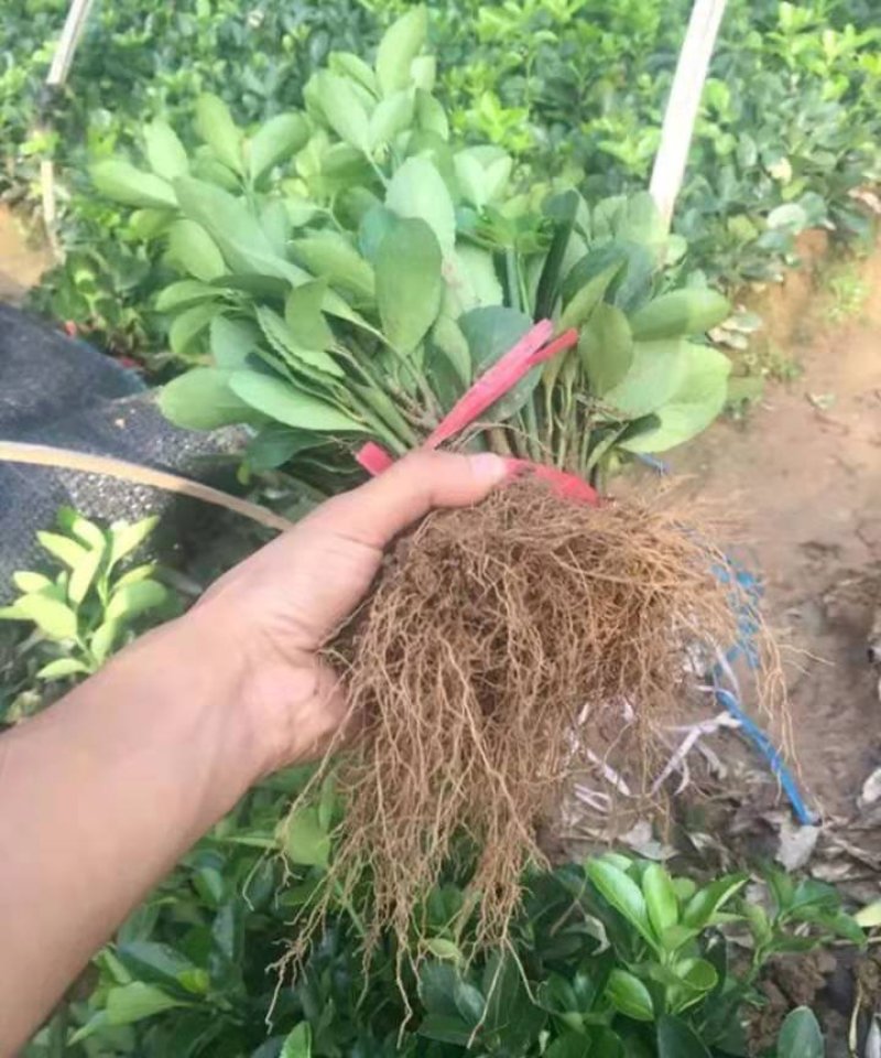 冬青苗成活率高自家苗圃价格公道量大可以包邮