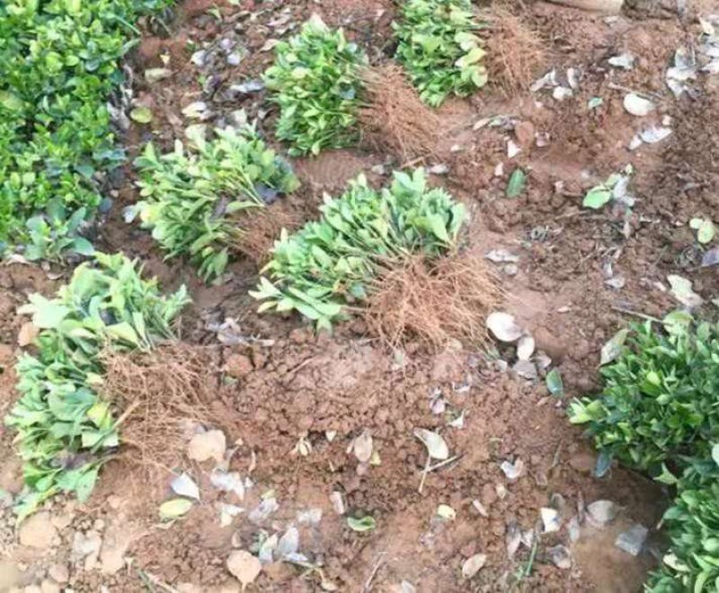 冬青苗成活率高自家苗圃价格公道量大可以包邮