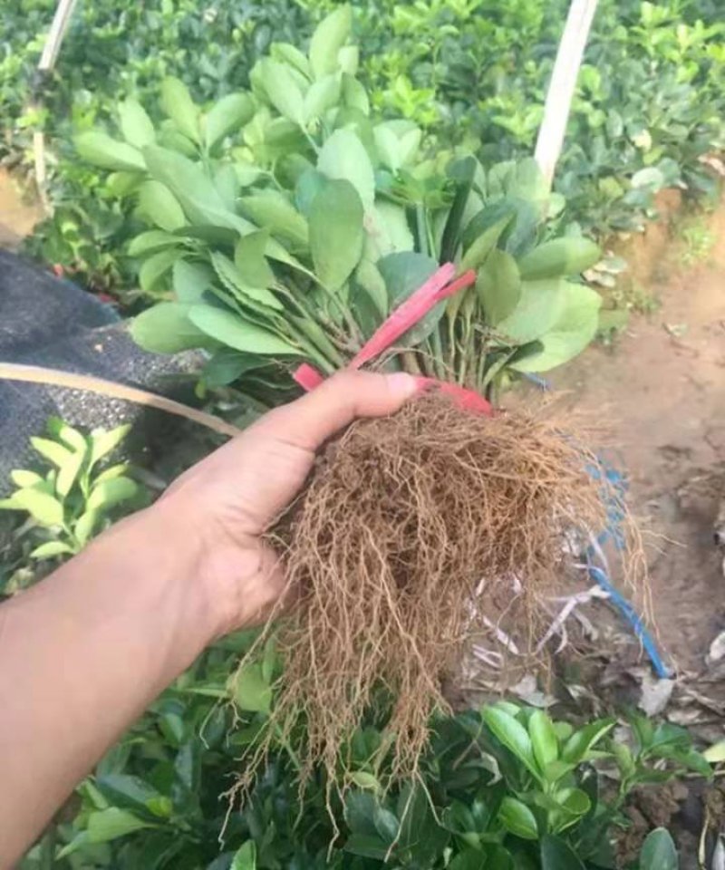 冬青自家苗圃价格优美成活率高【包邮】