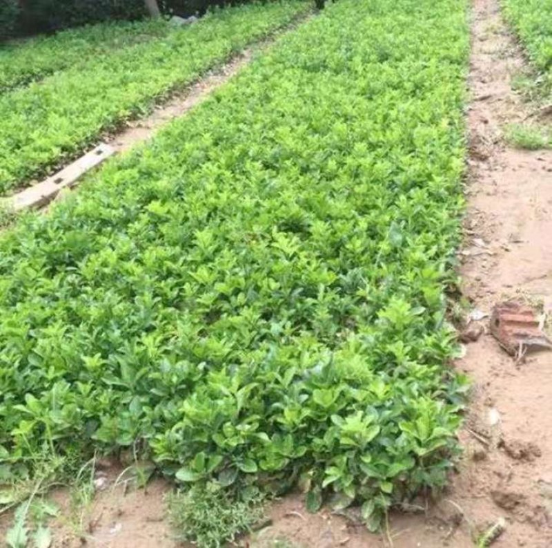 冬青自家苗圃价格优美成活率高【包邮】