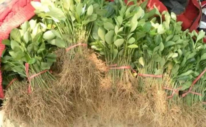 冬青自家苗圃价格优美成活率高【包邮】