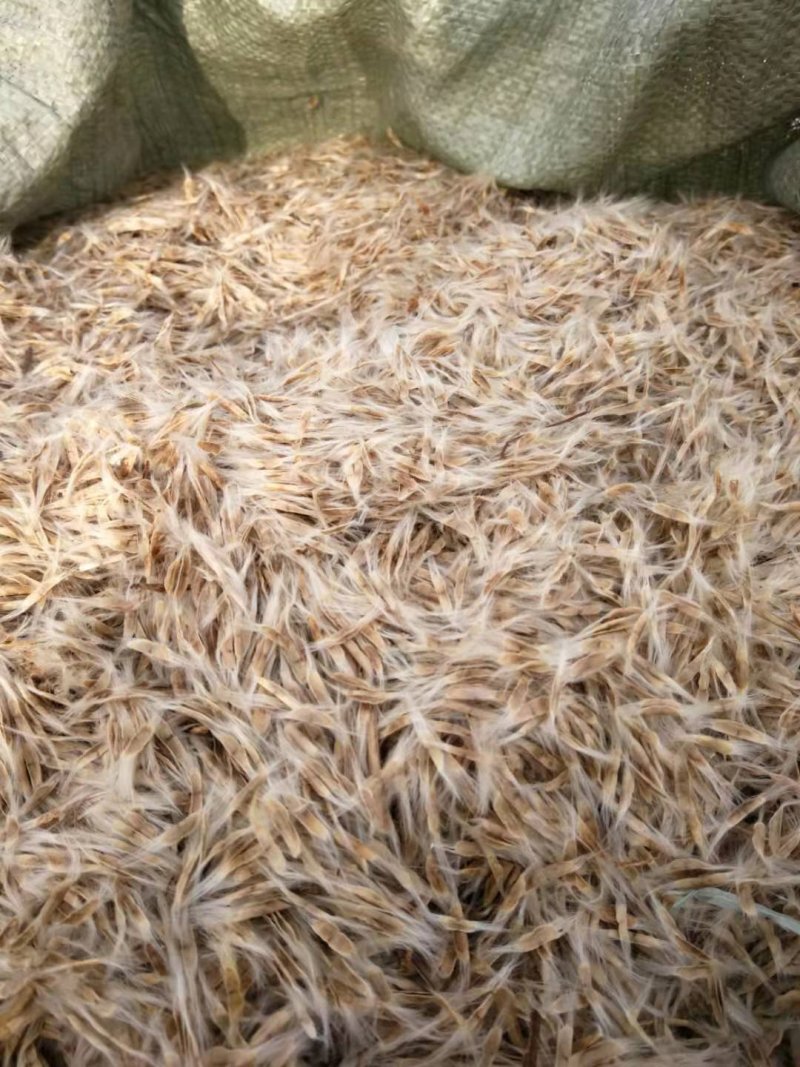 梓树种子梧桐树种子颗粒饱满量大优惠支持实地订购
