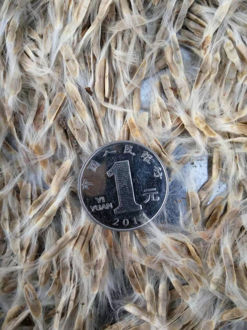 梓树种子梧桐树种子颗粒饱满量大优惠支持实地订购