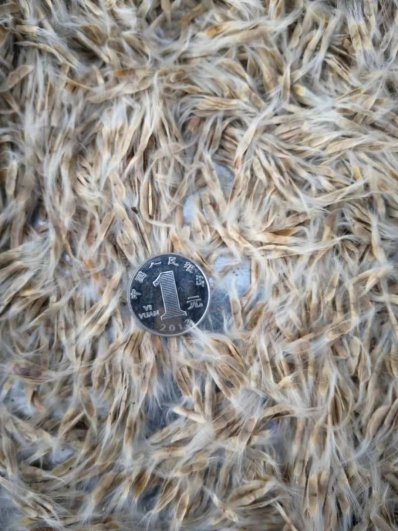 梧桐树种子东北梓树种子量大优惠提供种植技术