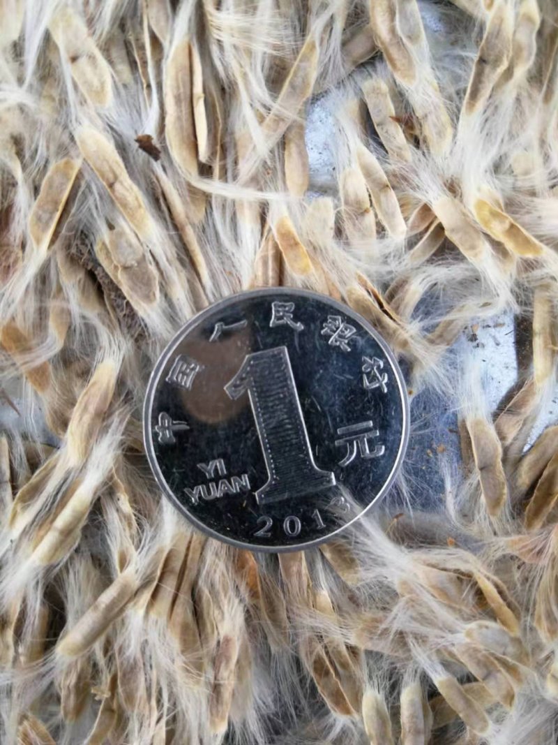梧桐树种子东北梓树种子量大优惠提供种植技术