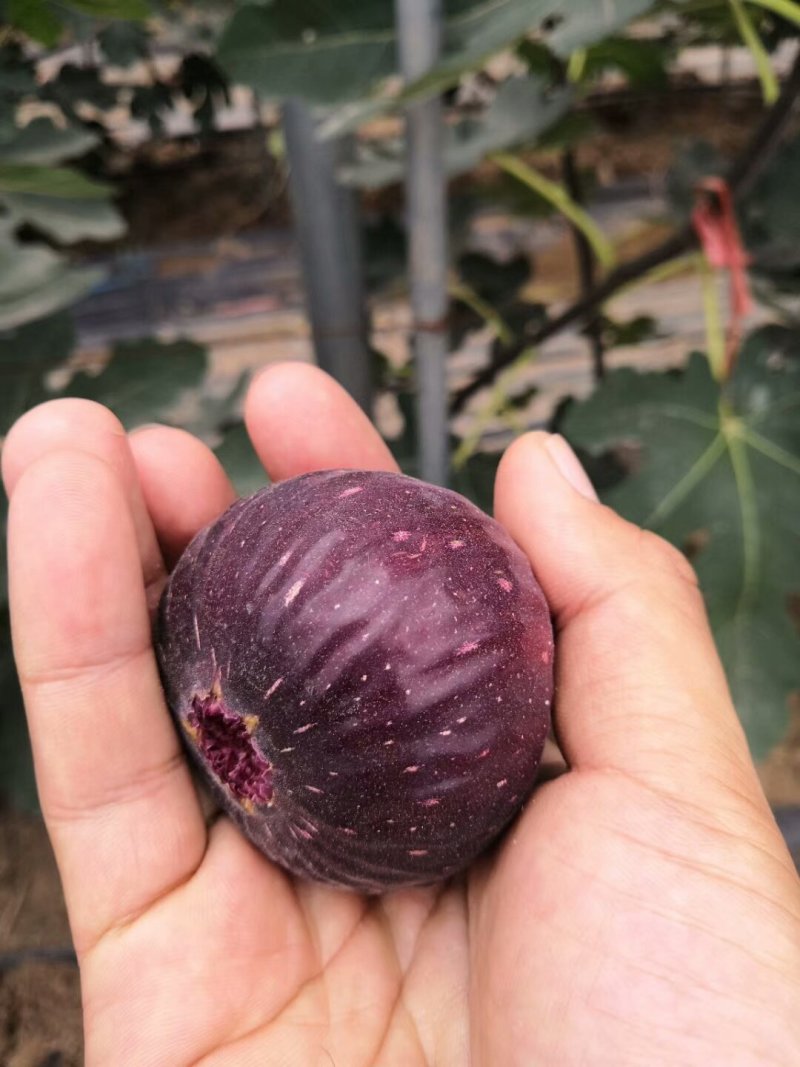 基地直销无花果苗波姬红金傲芬布兰瑞克玛斯义陶芬