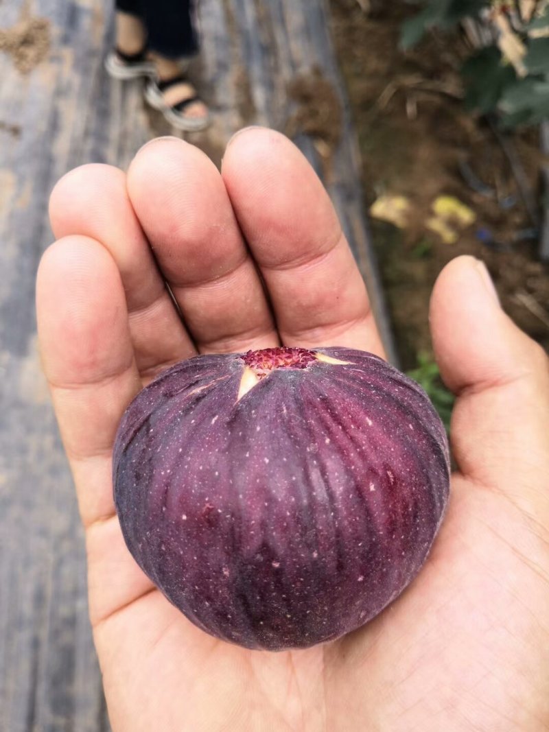 基地直销无花果苗波姬红金傲芬布兰瑞克玛斯义陶芬