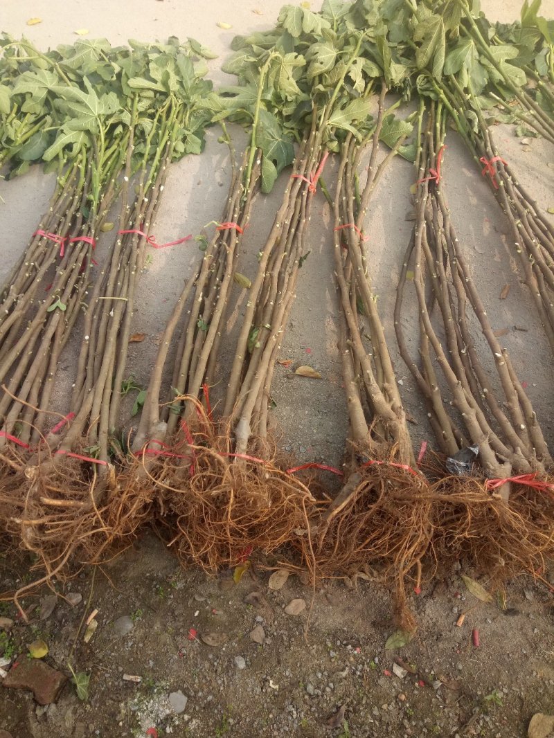 基地直销无花果苗波姬红金傲芬布兰瑞克玛斯义陶芬