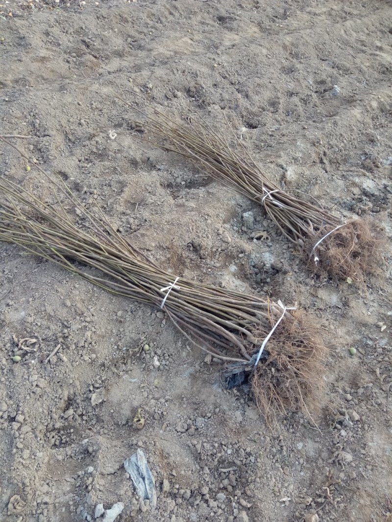 基地直销无花果苗波姬红金傲芬布兰瑞克玛斯义陶芬