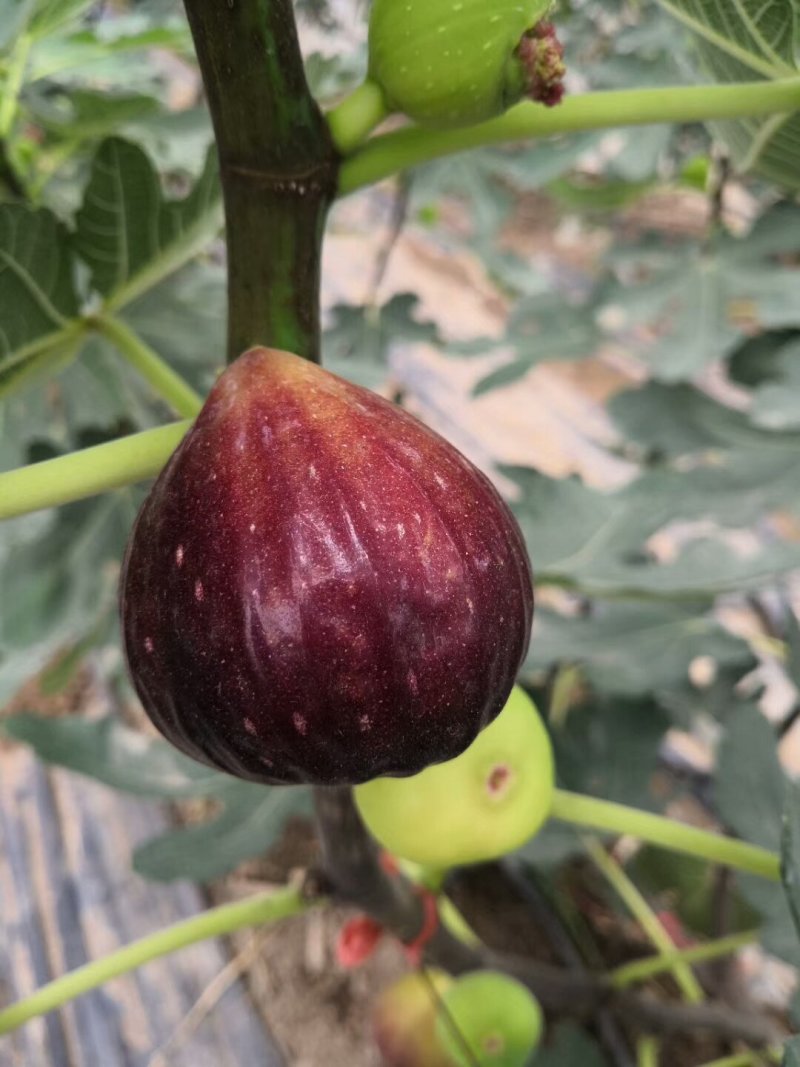 基地直销无花果苗波姬红金傲芬布兰瑞克玛斯义陶芬