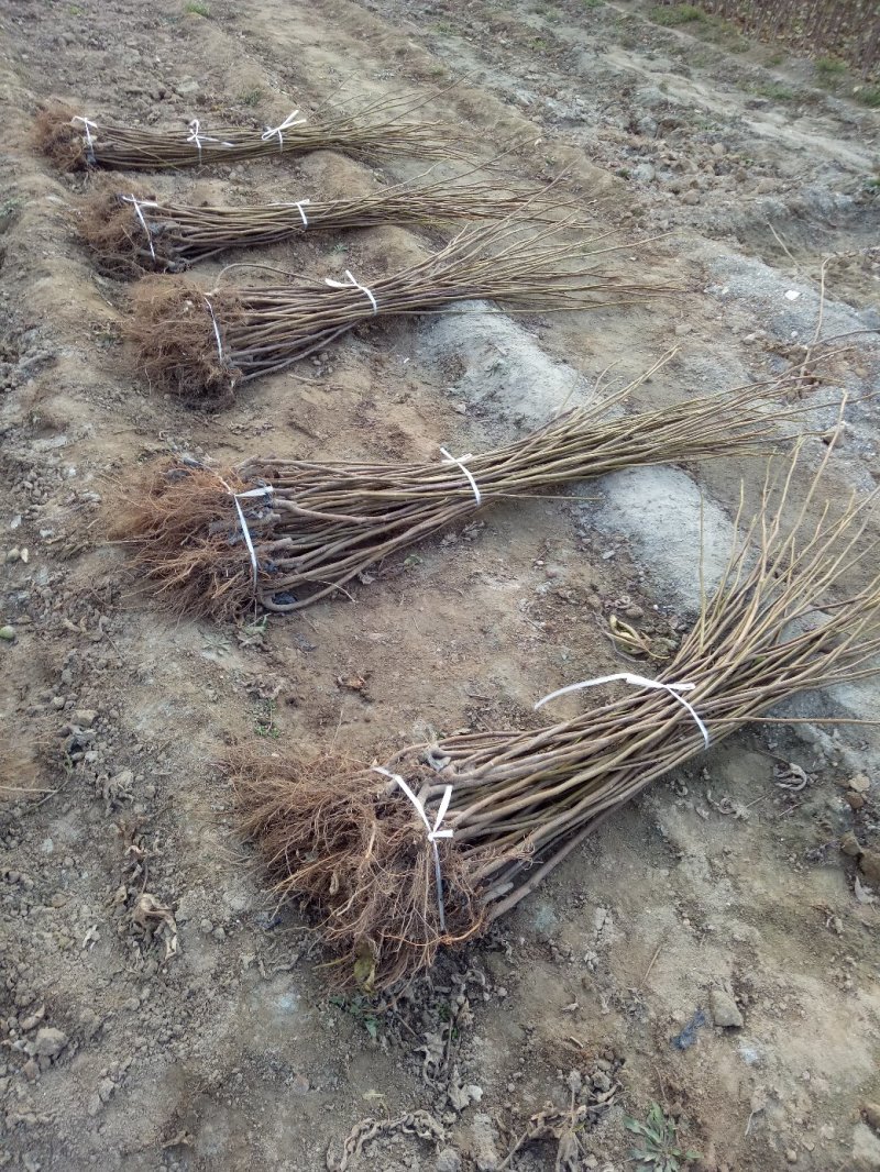 基地直销无花果苗波姬红金傲芬布兰瑞克玛斯义陶芬
