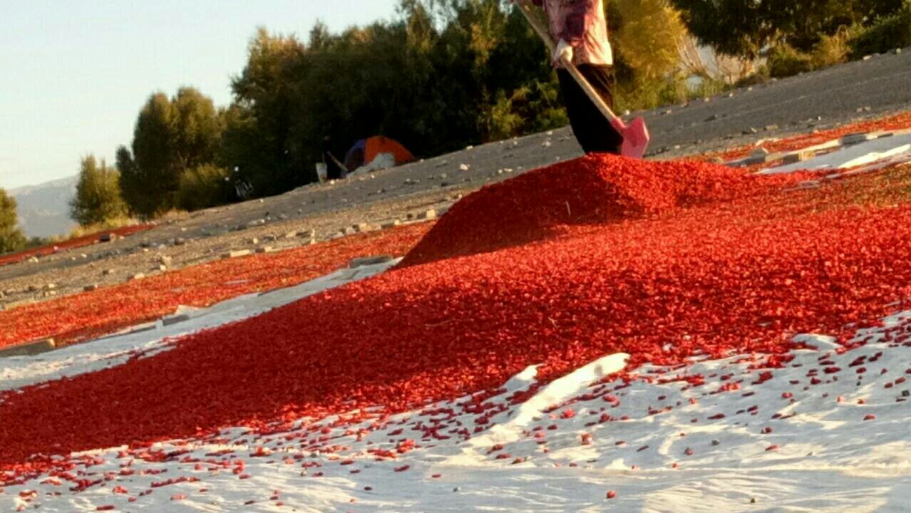 红枸杞树与乡村庭院经济融合实景