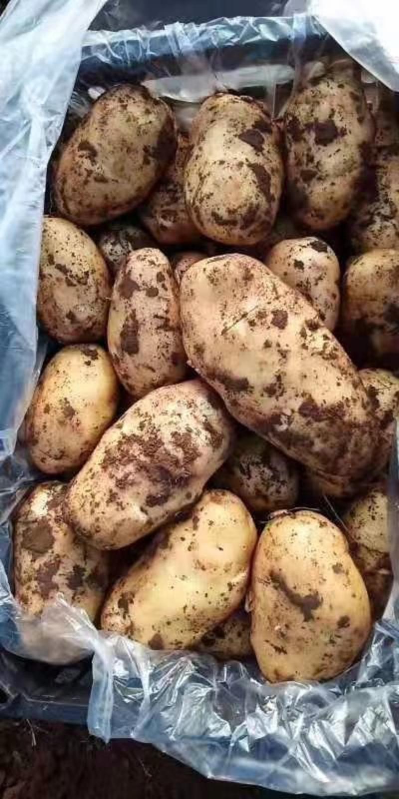 土豆斯凡特货源充足，价格美丽！！！！！！