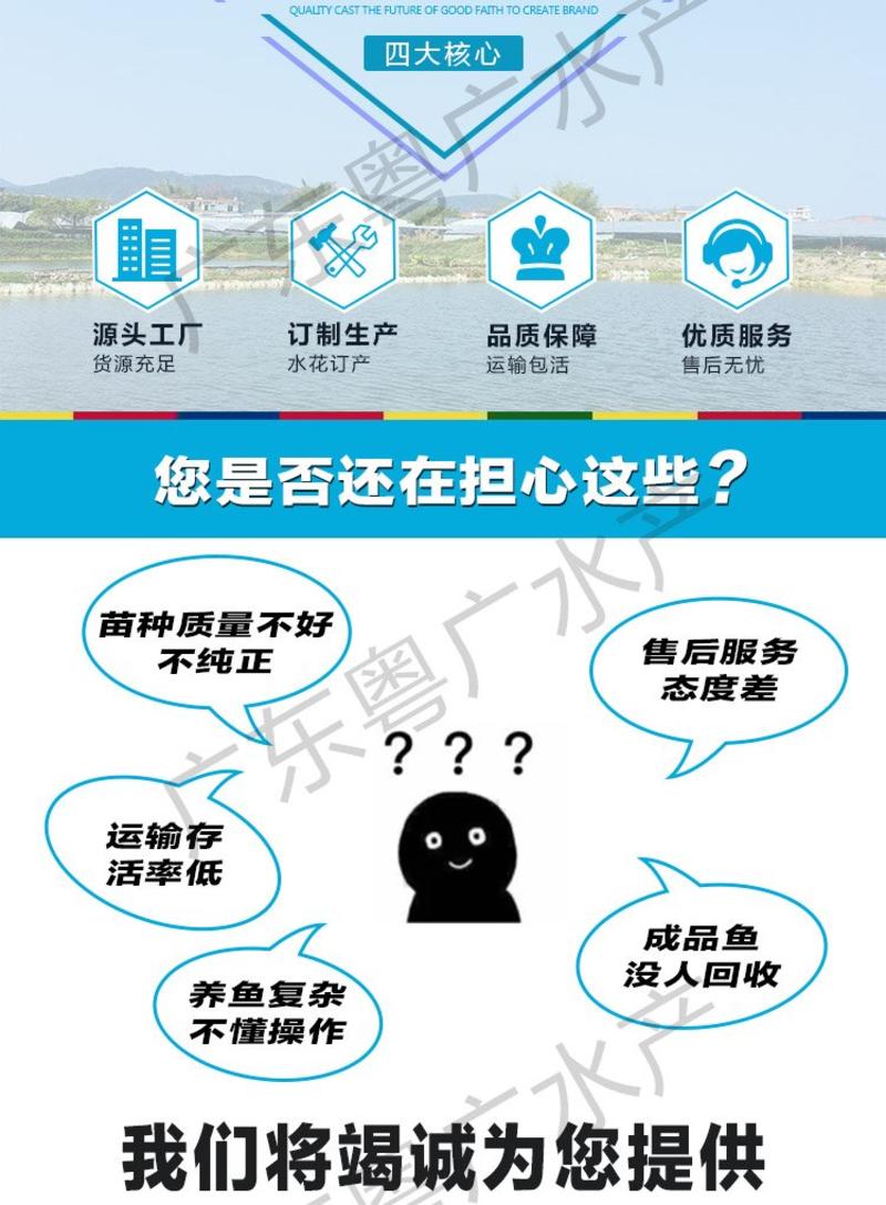 台湾泥鳅苗基地发货全国包到技术指导