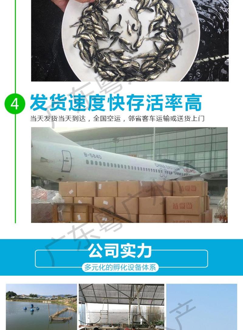 台湾泥鳅苗基地发货全国包到技术指导