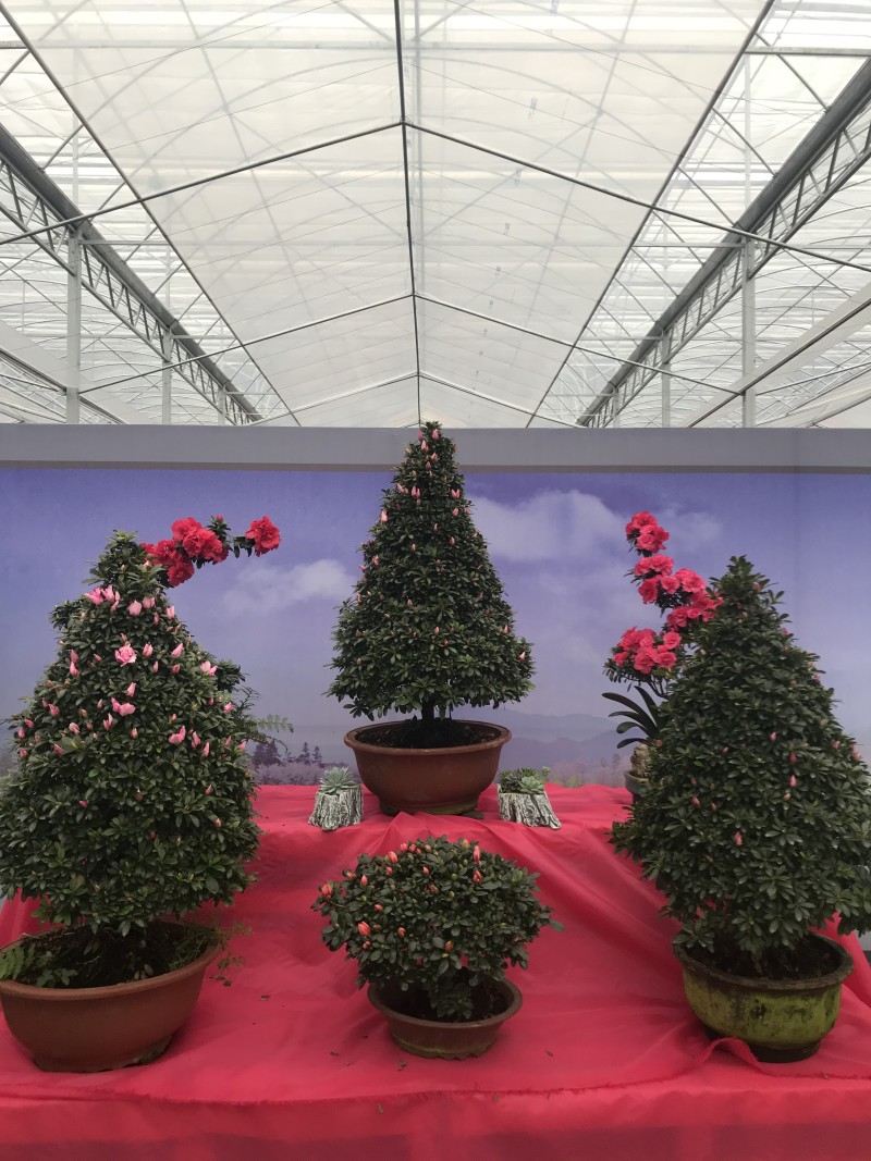 特色花卉