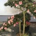 特色花卉