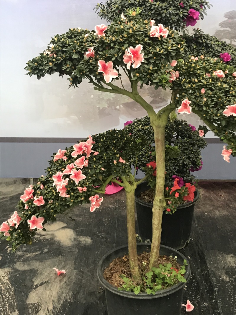 特色花卉