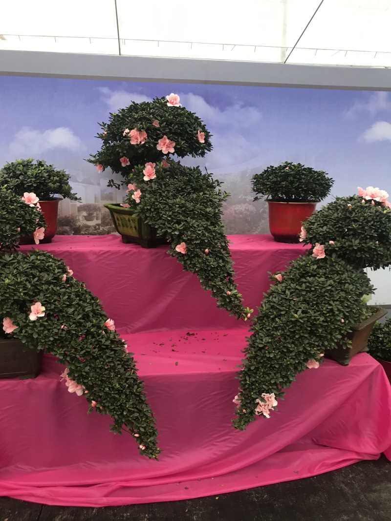 特色花卉