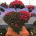 特色花卉