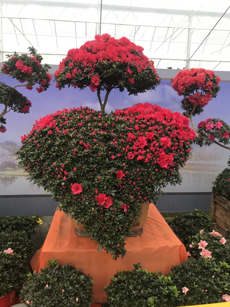 特色花卉