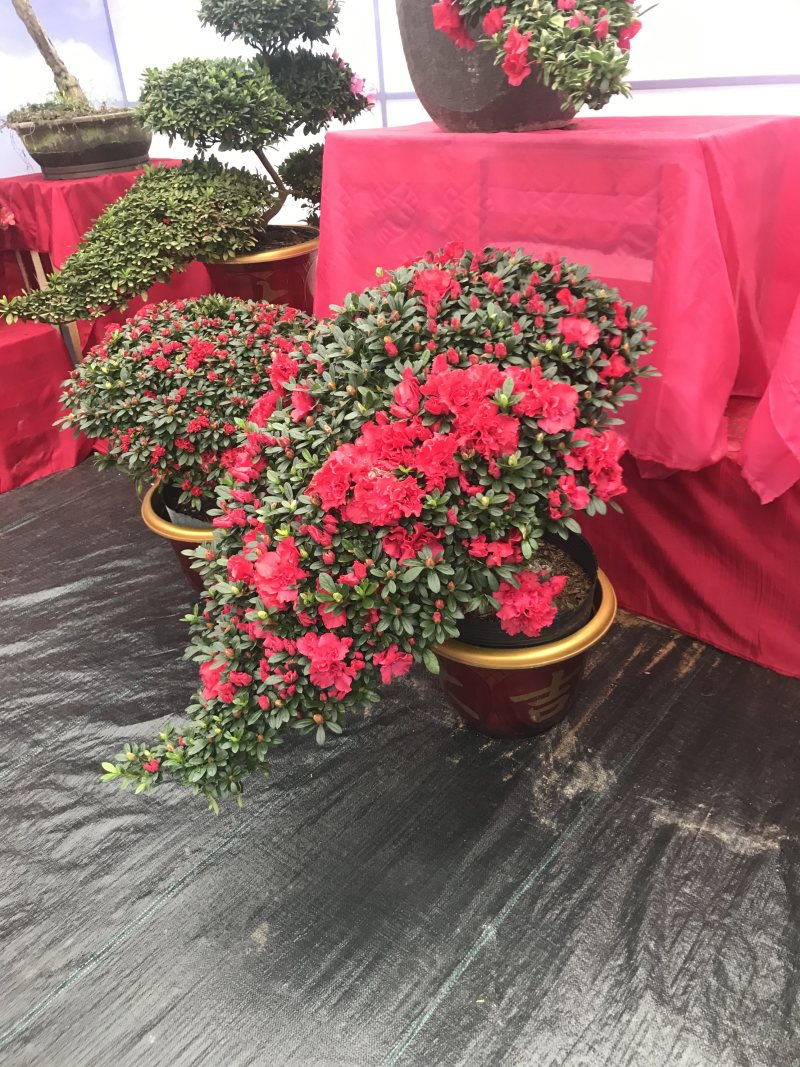 特色花卉