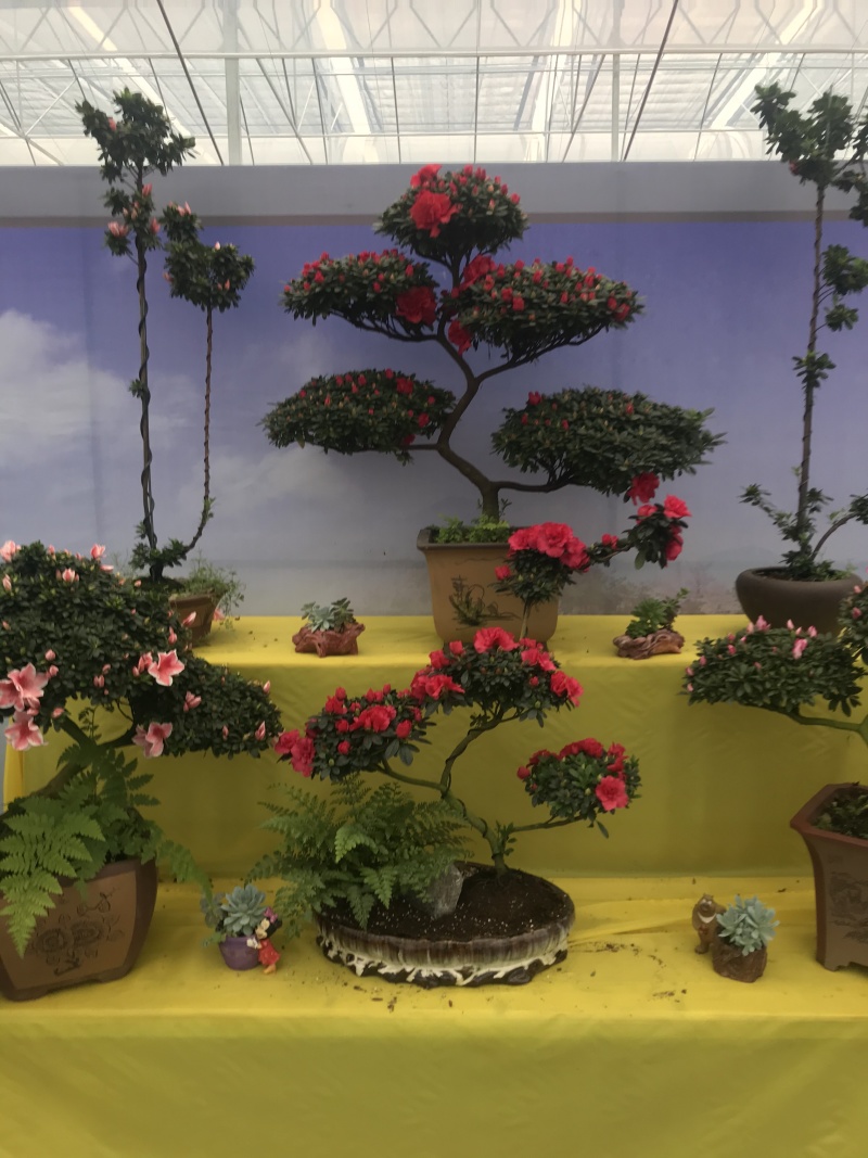 特色花卉