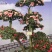 特色花卉