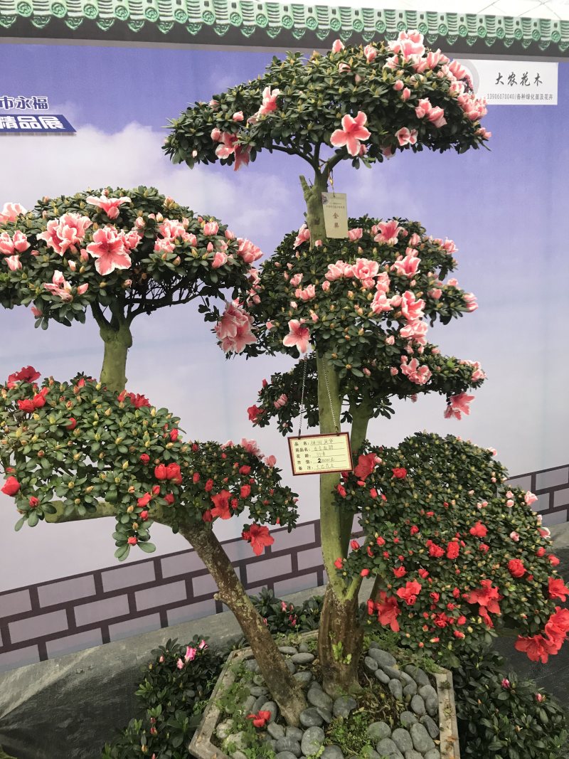 特色花卉