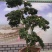 特色花卉