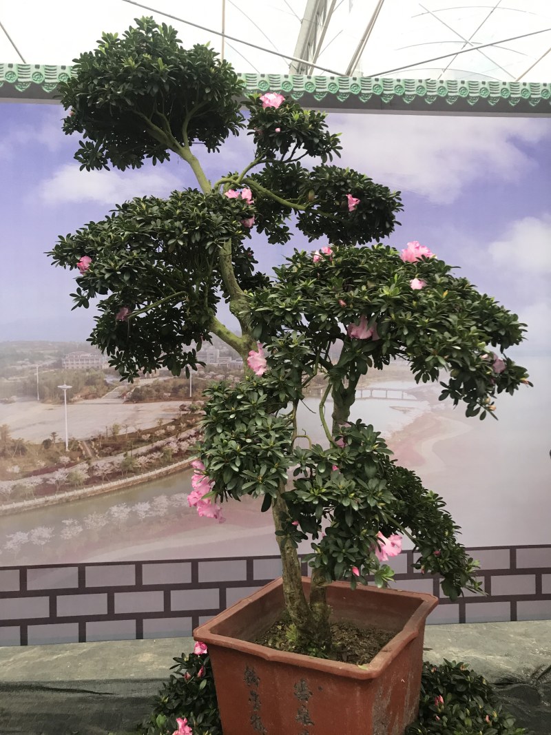 特色花卉