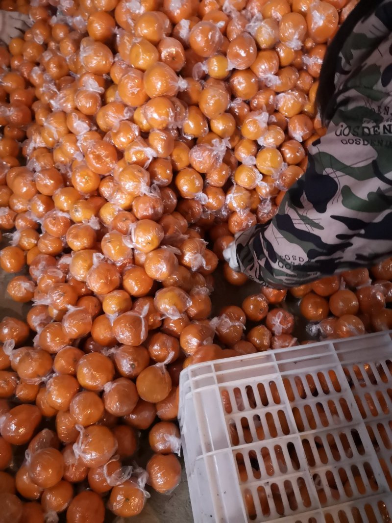 张家界土特产富硒椪柑橘柑桔橘子大量供应