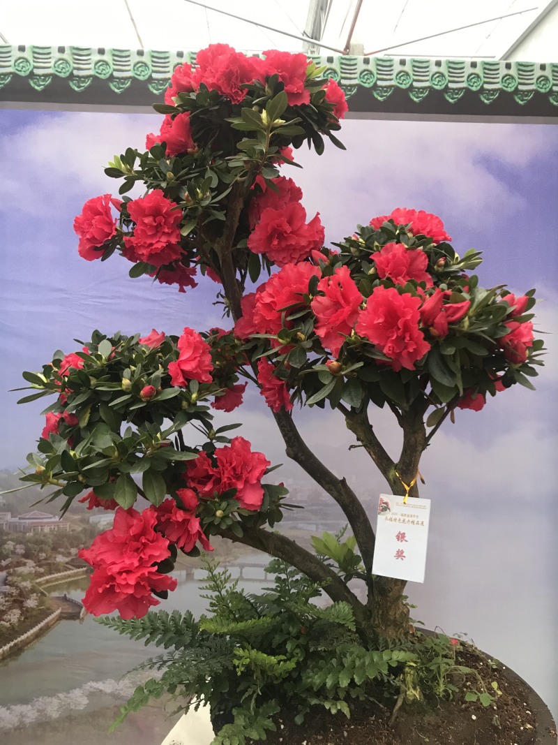 特色花卉