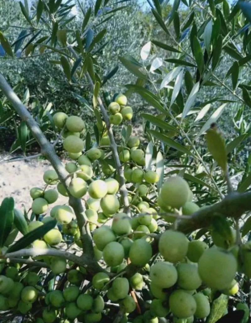 油橄榄苗大量批发油橄榄苗豆果奇迹阿尔菩萨