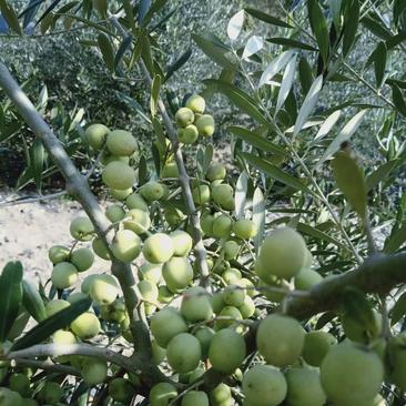 油橄榄苗大量批发油橄榄苗豆果奇迹阿尔菩萨