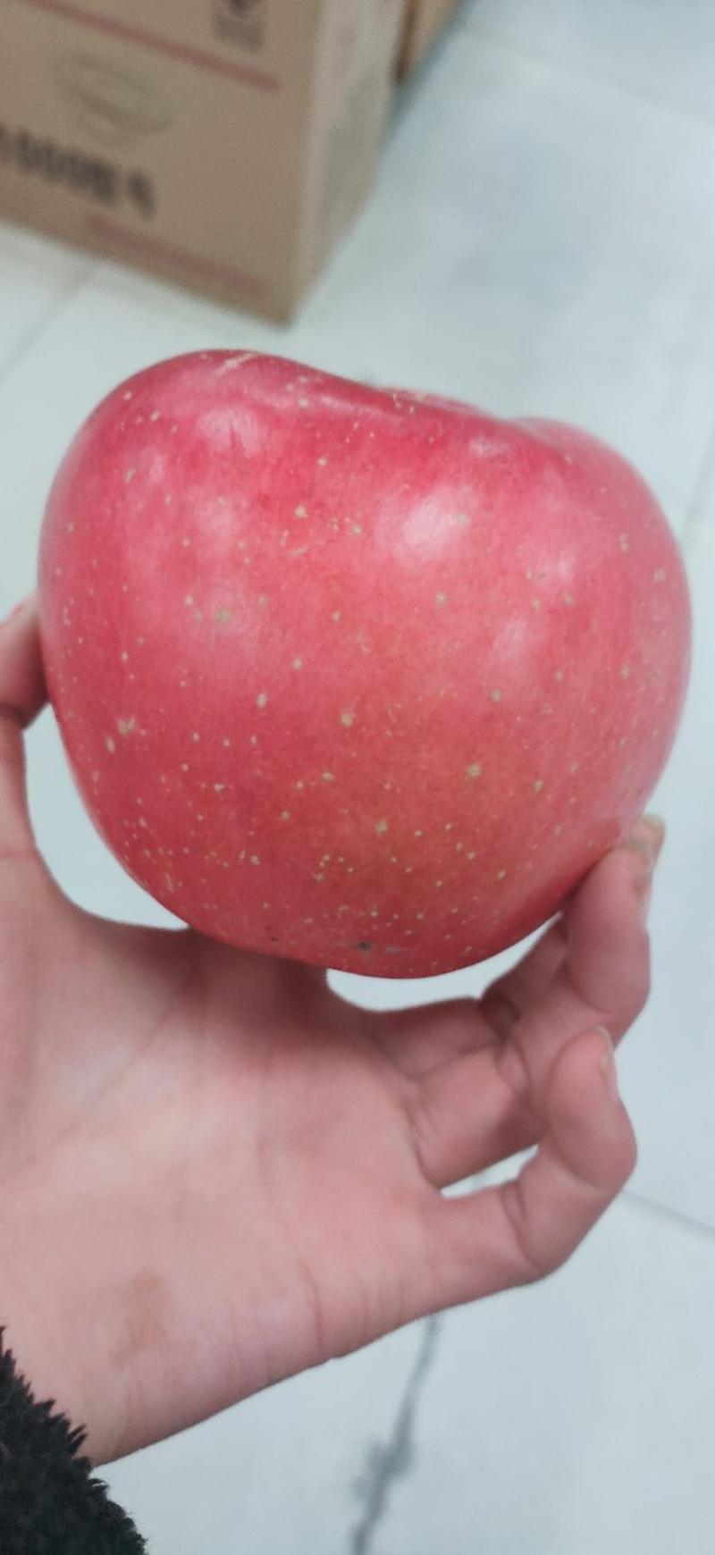 虞城苹果，产地直发，80起步个头超大，颜色全红热卖