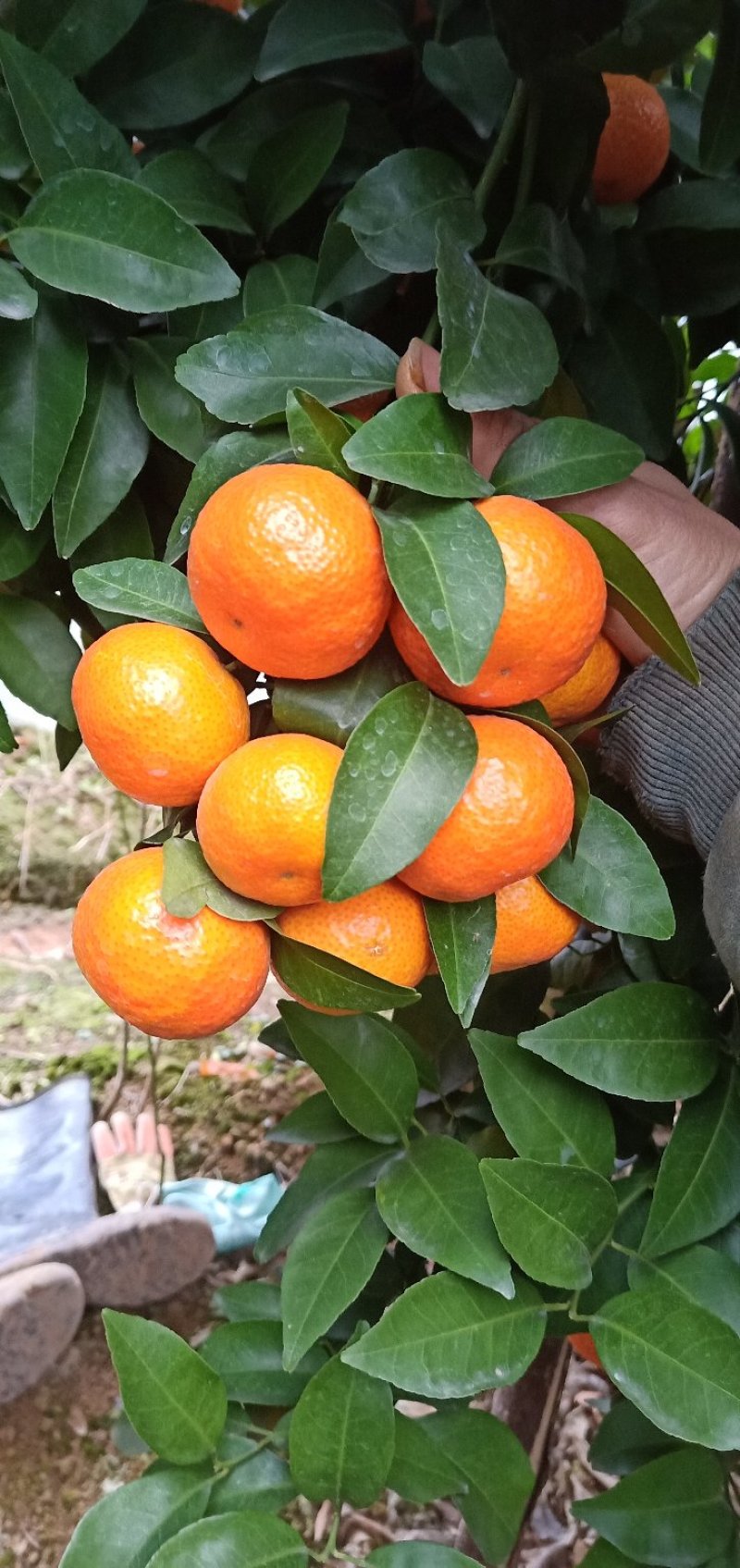 沙糖桔